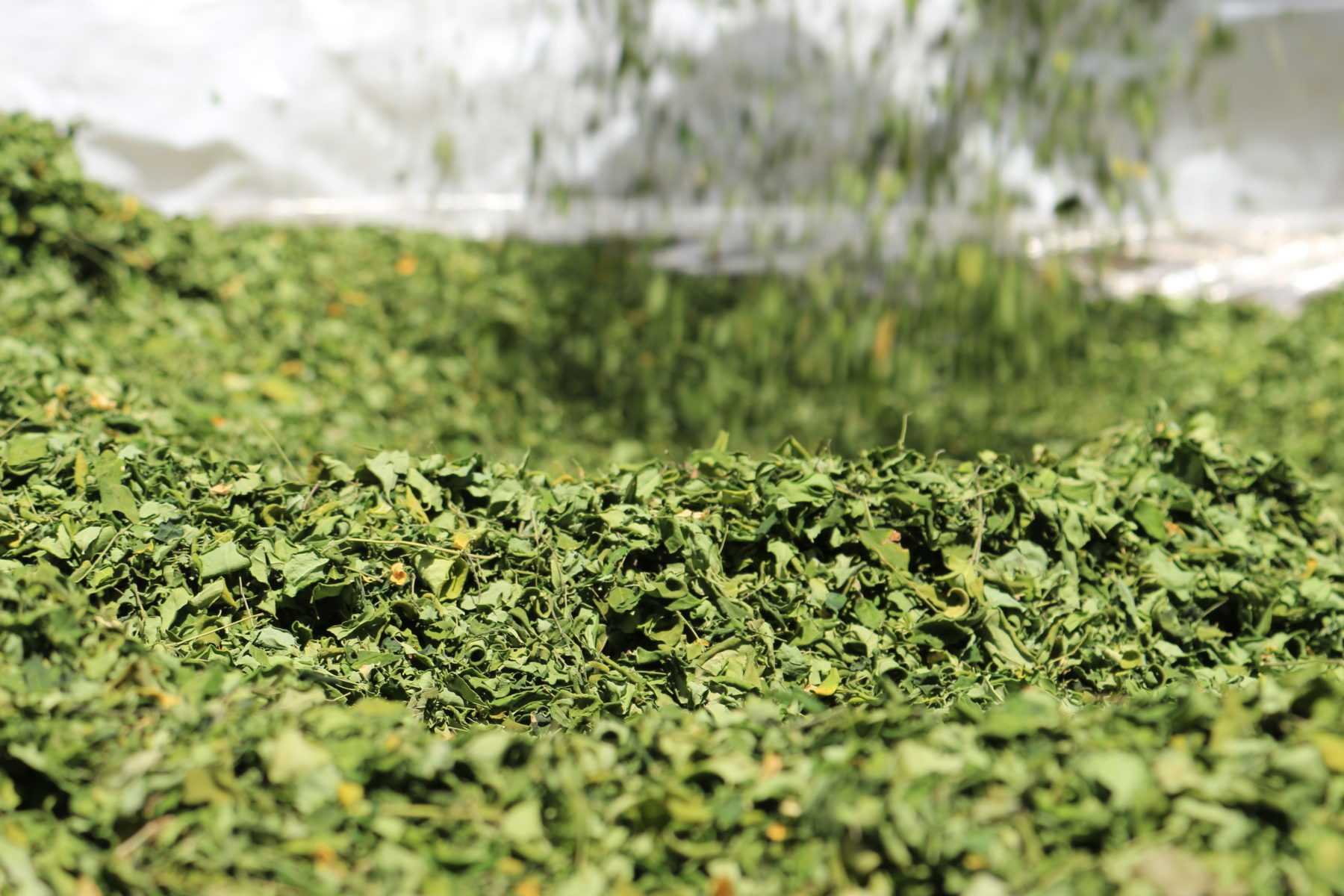 Hojas de Moringa Yguá, con una capacidad antioxidante 100 veces superior a la del té verde ©.