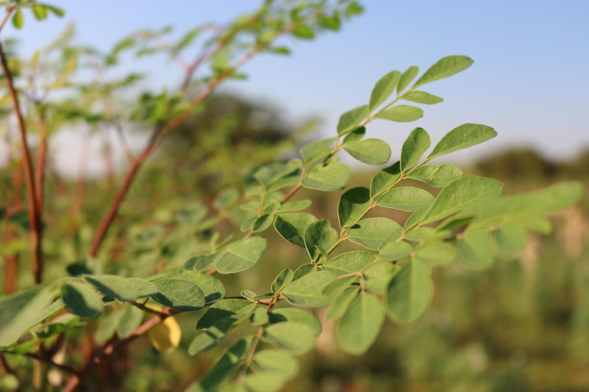 hoja-moringa