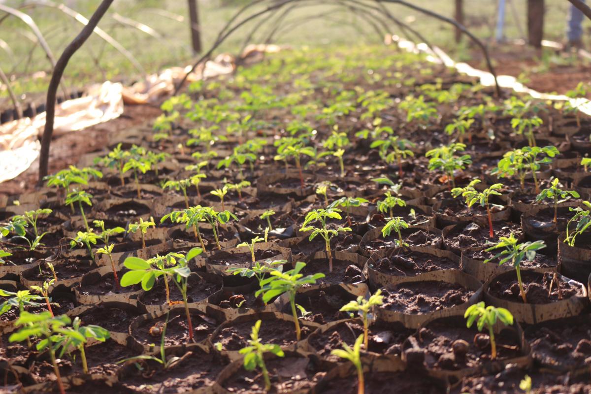 cultivo-10