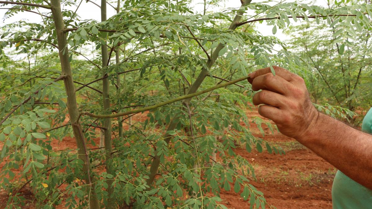 cultivo-20