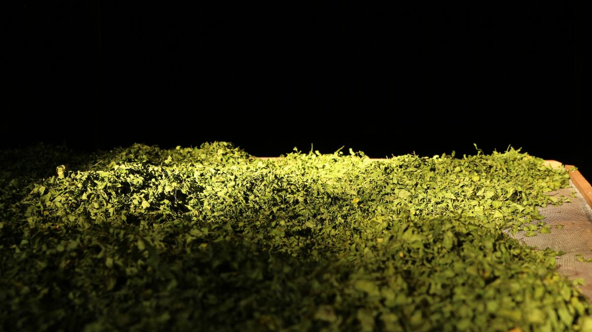 cultivo-23