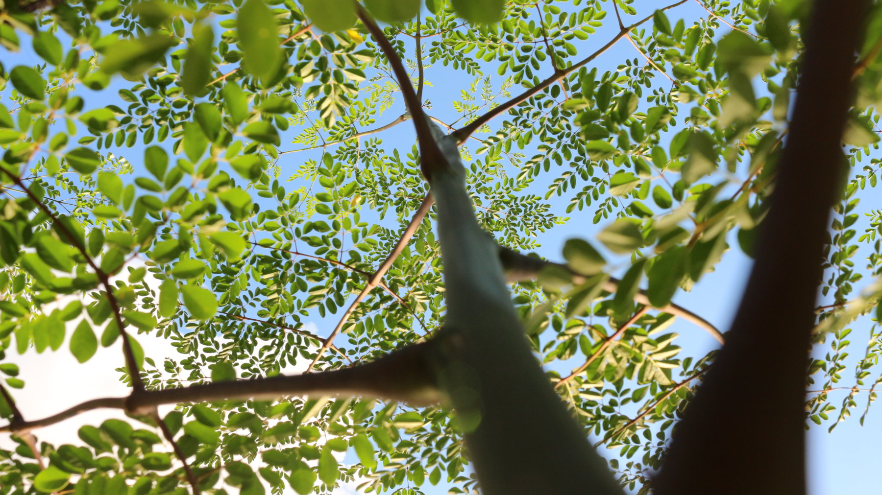La Moringa is a tropical tree whose demonstrated contribution to our health has been calibrated in the "laboratory of nature".