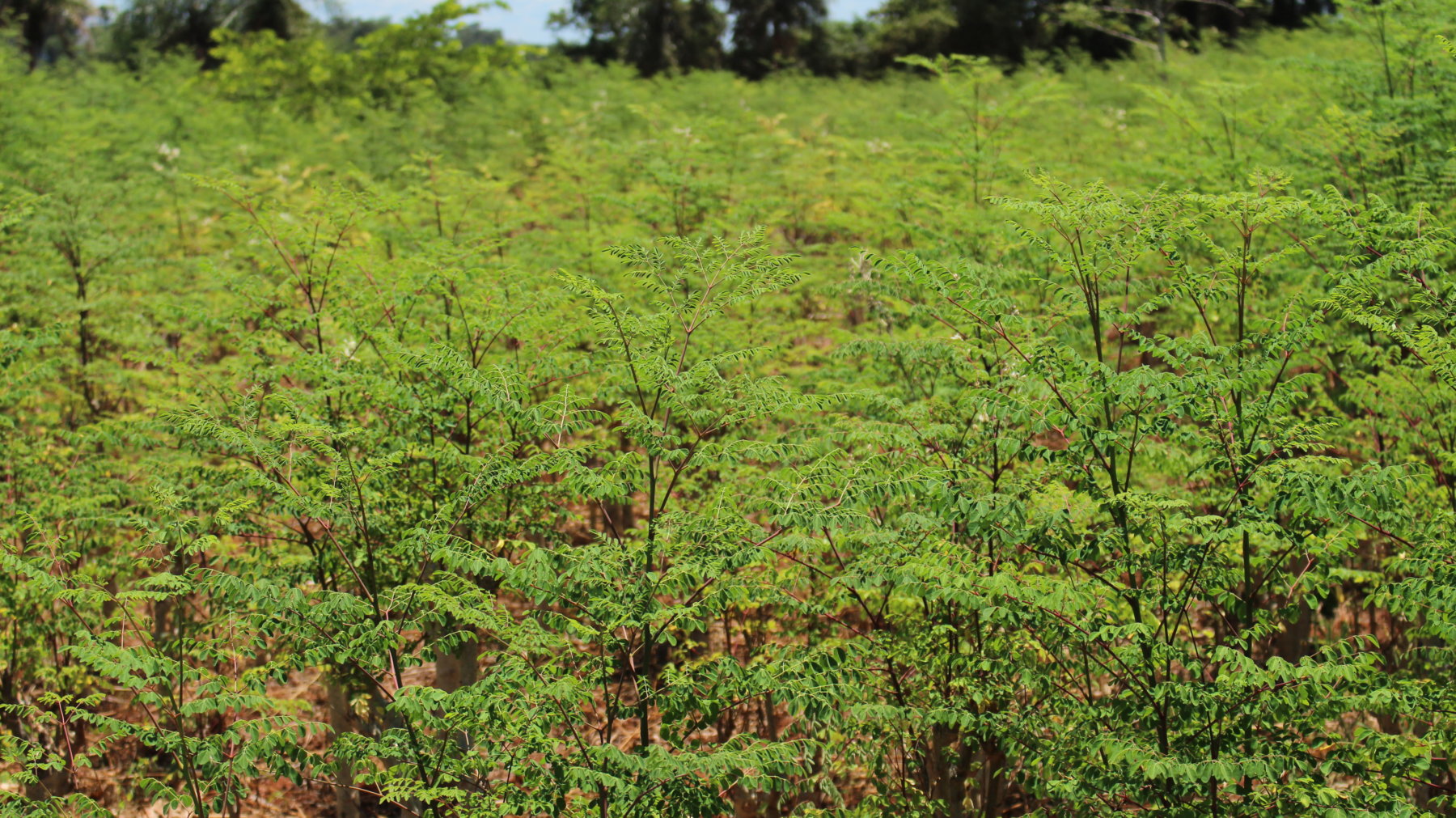 La alimentación vegetariana puede ser completa en micro y macro nutrientes. En la imagen, árboles de Moringa Guaraní, el “árbol de la vida”, cuyas hojas contienen proteína completa, carbohidratos completos, grasas insaturadas, 7 vitaminas y 15 minerales. 