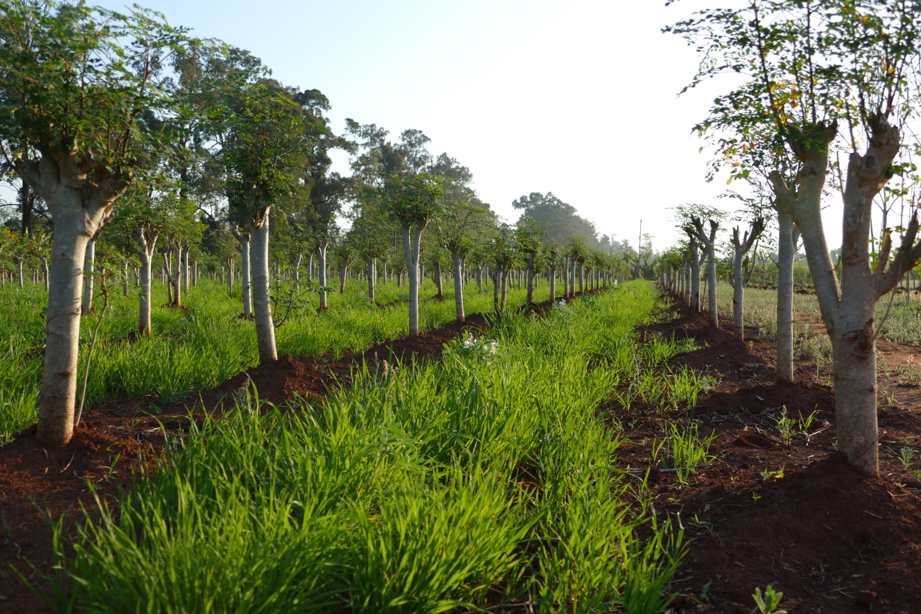 Consumers are gradually becoming aware of the importance of eating purely natural products.