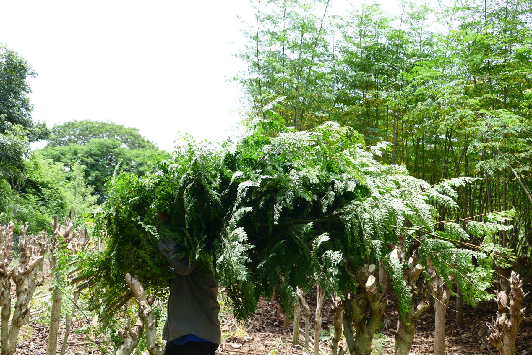Agricultor paraguayo cosecha hojas de Moringa orgánica para los exigentes mercados europeos. La calidad de los productos ecológicos es fundamental.