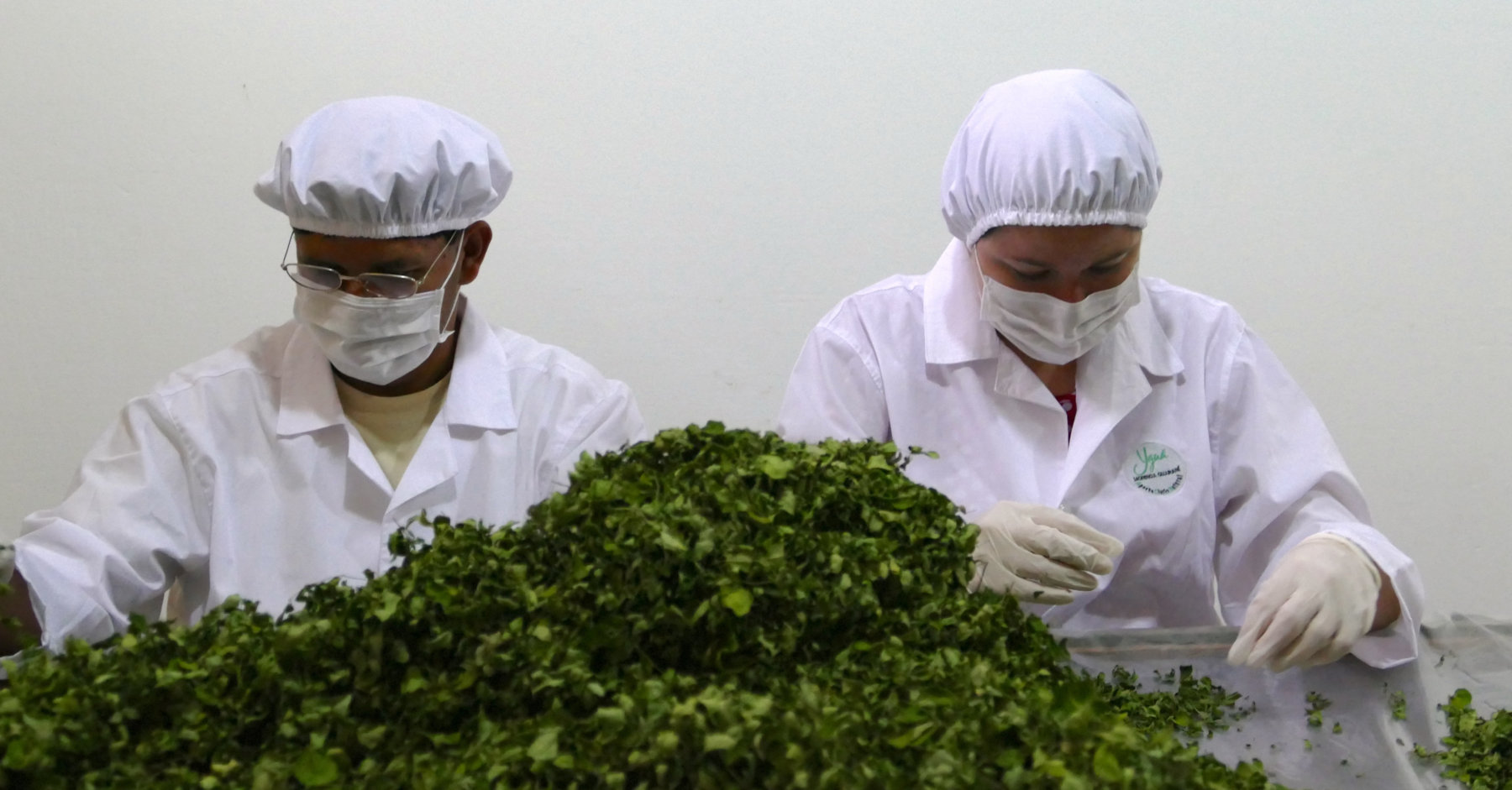 Los estudios científicos que se vienen haciendo de la Moringa en los últimos años tienden a corroborar buena parte de las propiedades que el saber popular le atribuía.