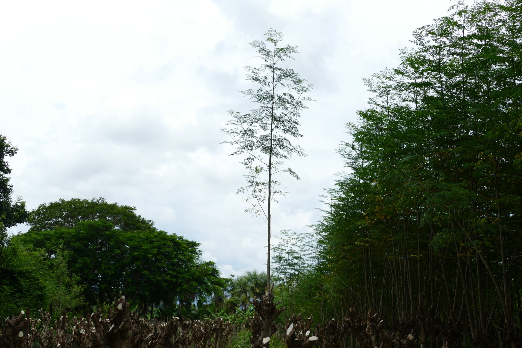 Un árbol de Moringa destaca en altura en un moringal de Piribebuy, Paraguay, donde crece de forma fecunda.