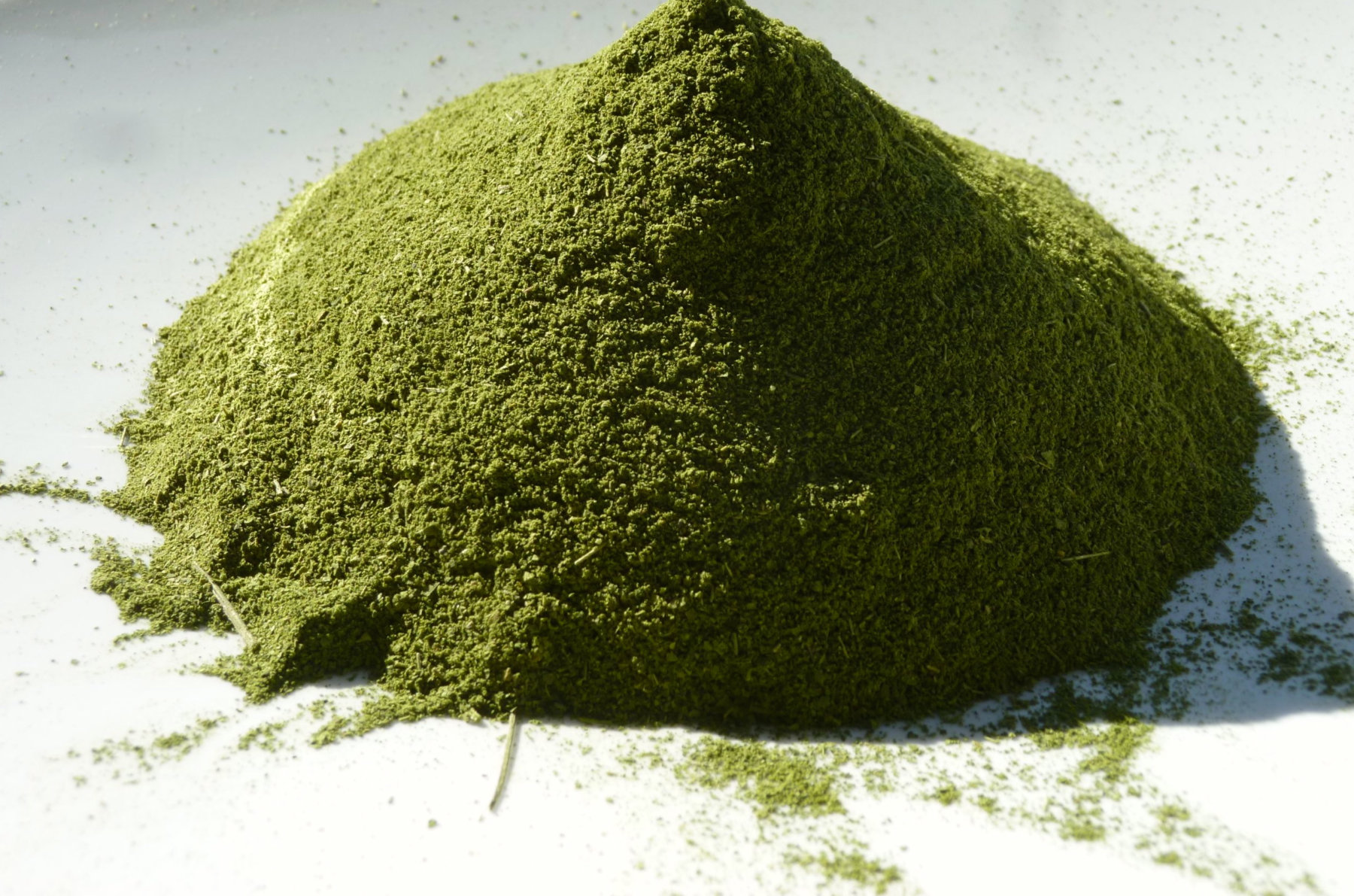 El polvo de hojas de Moringa oleifera concentra un 25% de proteína completa.