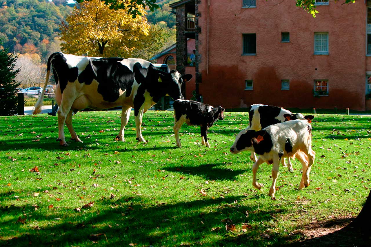 Las vacas de La Fageda son parte de la responsabilidad social de la empresas. Sus condiciones de vida incluyen escuchar música clásica barroca. 
