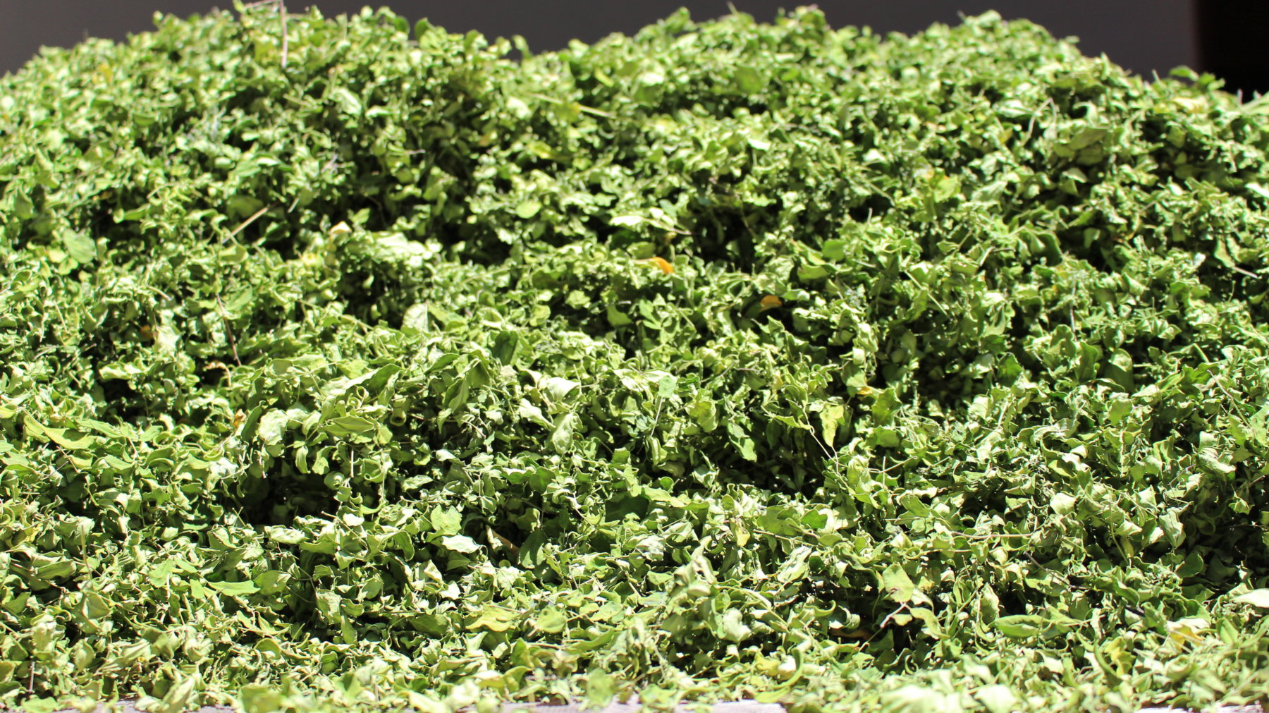 Hojas de Moringa, superalimento que tiene varios miles de veces más Zeatina que cualquier otra planta conocida.