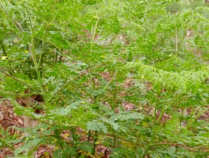 Hoja fresca de Moringa oleífera, que mejora la asimilación de nutrientes así como la digestibilidad de otros alimentos.