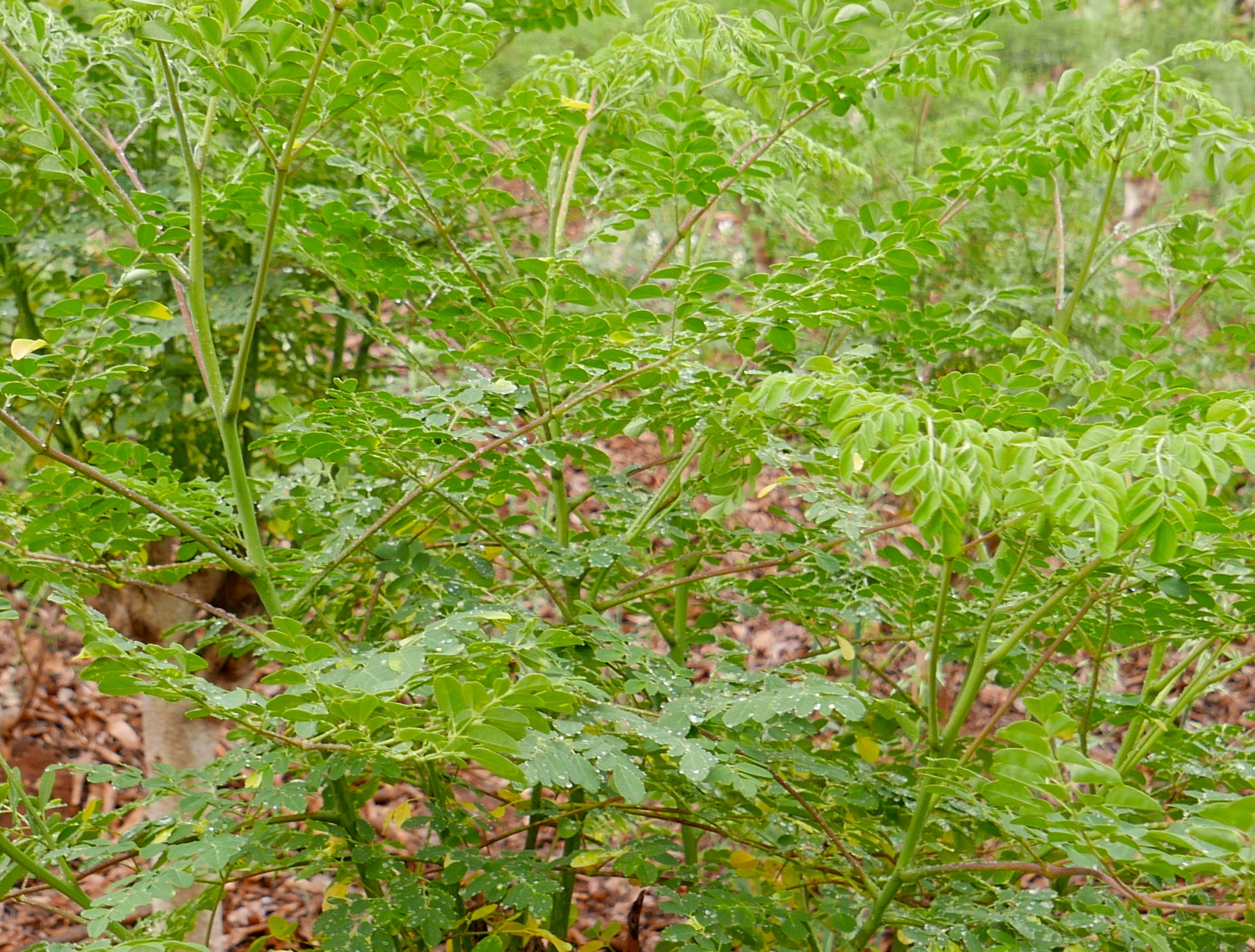 Hoja fresca de Moringa oleífera, que mejora la asimilación de nutrientes así como la digestibilidad de otros alimentos.