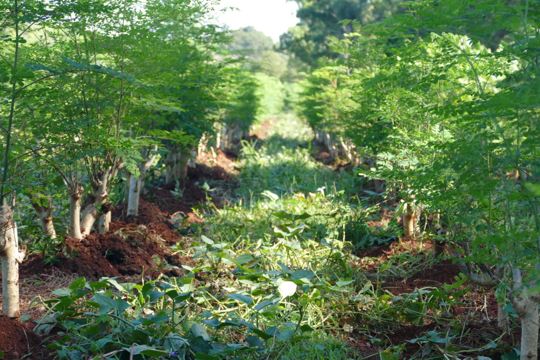 El respeto por la tierra y su tiempo en las parcelas de Moringa Yguá posibilita una mayor concentración de nutrientes y antioxidantes en sus hojas de Moringa.