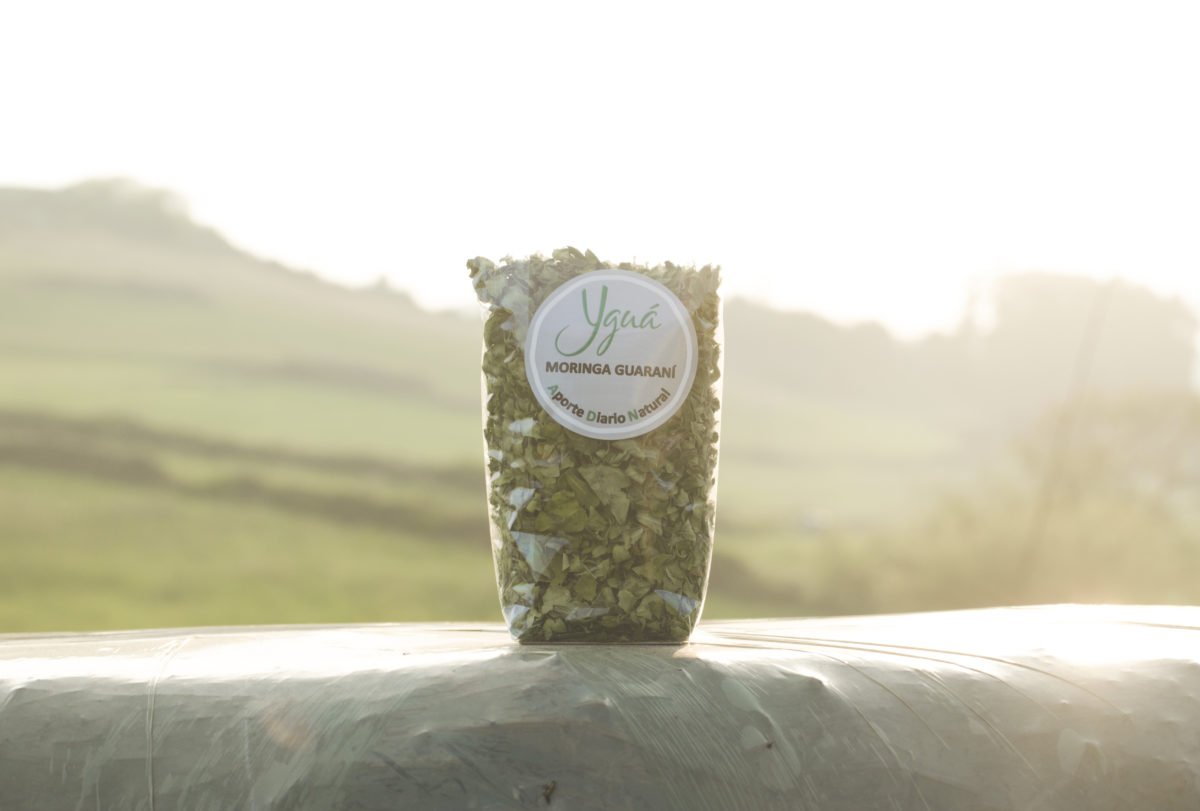 Hojas secas de Moringa, que ofrecen una superior digestibilidad al ser comparada con la Cúrcuma, siendo respectivamente de 63.89% versus 61.88%.
