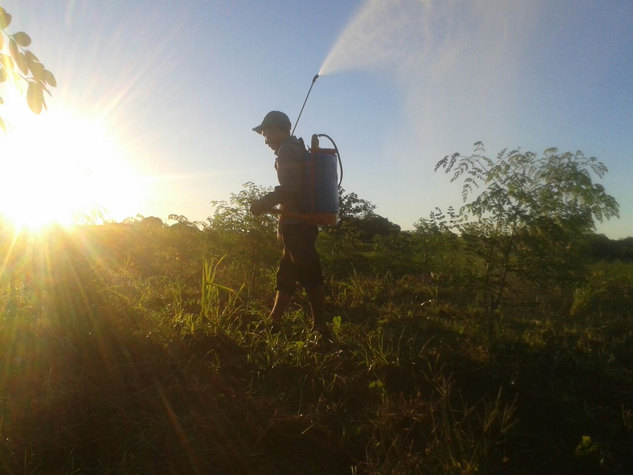 Application of biodynamic preparations at the Yguá Farm, Piribebuy, Paraguay.