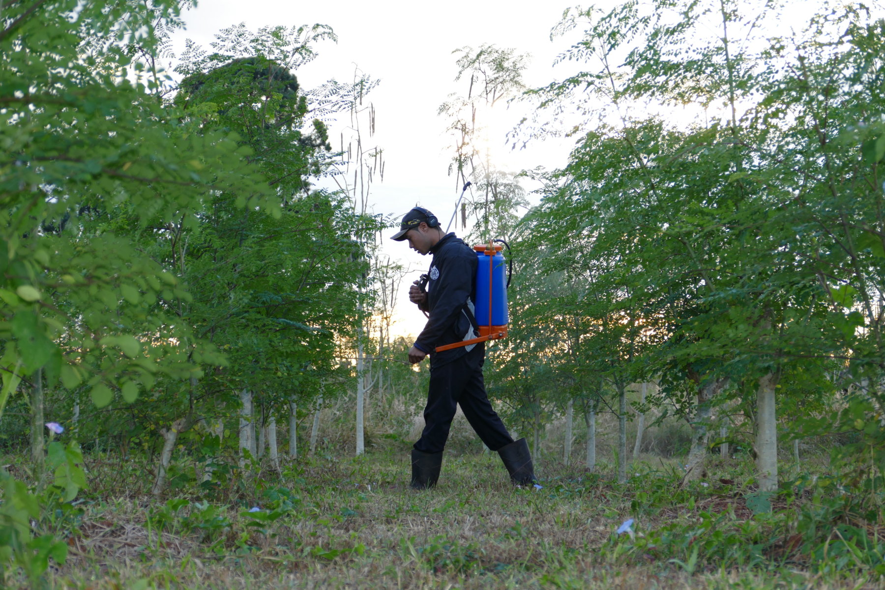 Organic farming avoids the use of many toxic substances that are common in conventional agriculture. In the image, the application of biodynamic preparations on the Yguá Plantation.