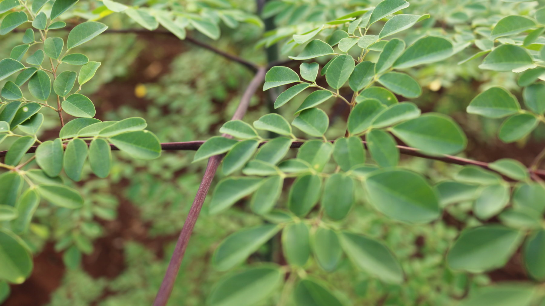 Organic Moringa leaves have a high concentration of macronutrients and micronutrients.