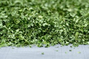 Hojas de Moringa oleífera, ricas en antioxidantes, como vitaminas A, E, C, B2 (riboflavina) y luteína.