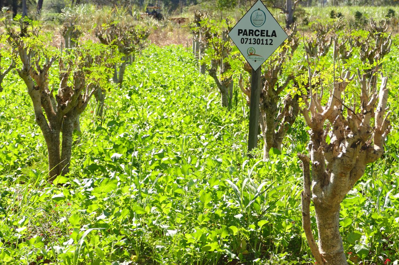 Cobertura vegetal verde en la Finca Yguá.