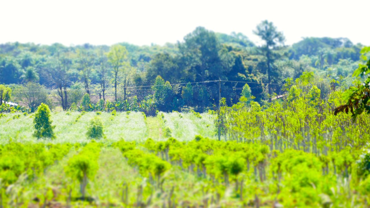 Abonos verdes en la Finca Yguá, donde crece la Moringa Biodinámica Yguá.