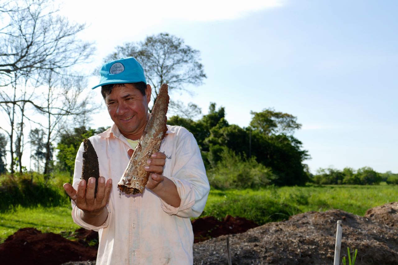 Cosecha de Preparado Biodinámico 500 en la Finca Yguá, donde crece la Moringa Biodinámica Yguá. 