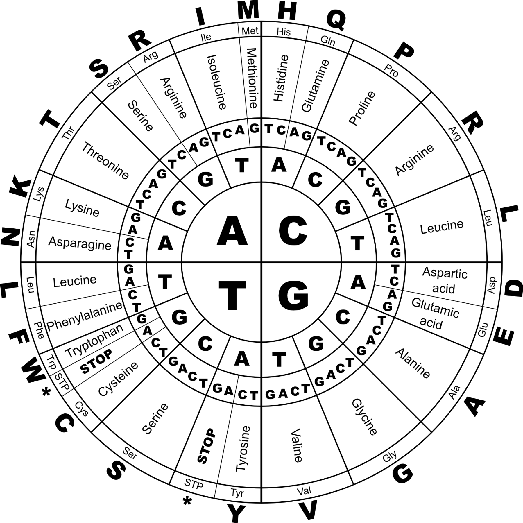 Por su origen, la proporción de los aminoácidos en las proteínas animales y vegetales es necesariamente distinta.